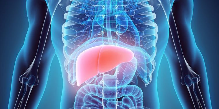 higado-1
